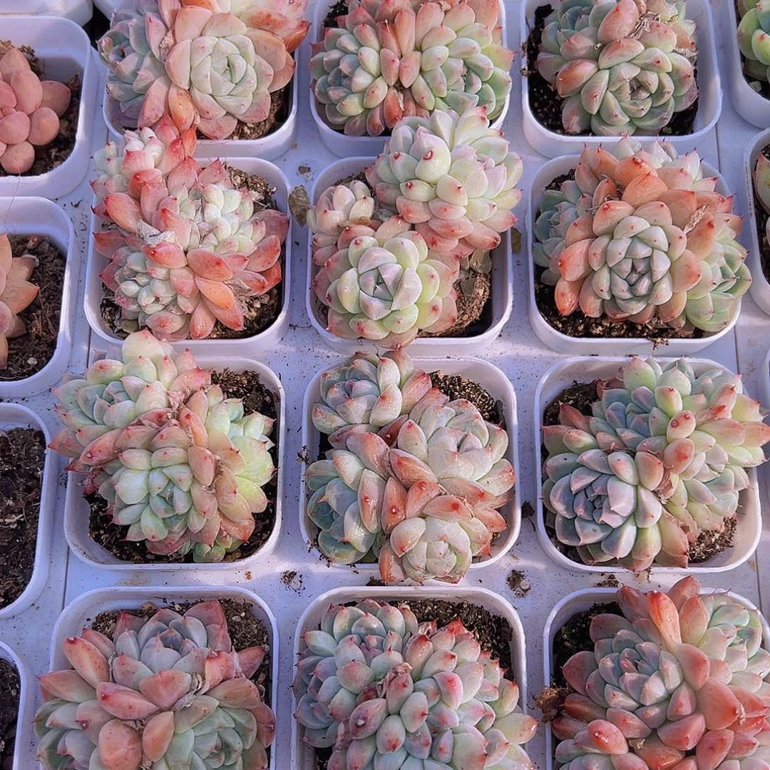 如梦令群生19包邮多肉