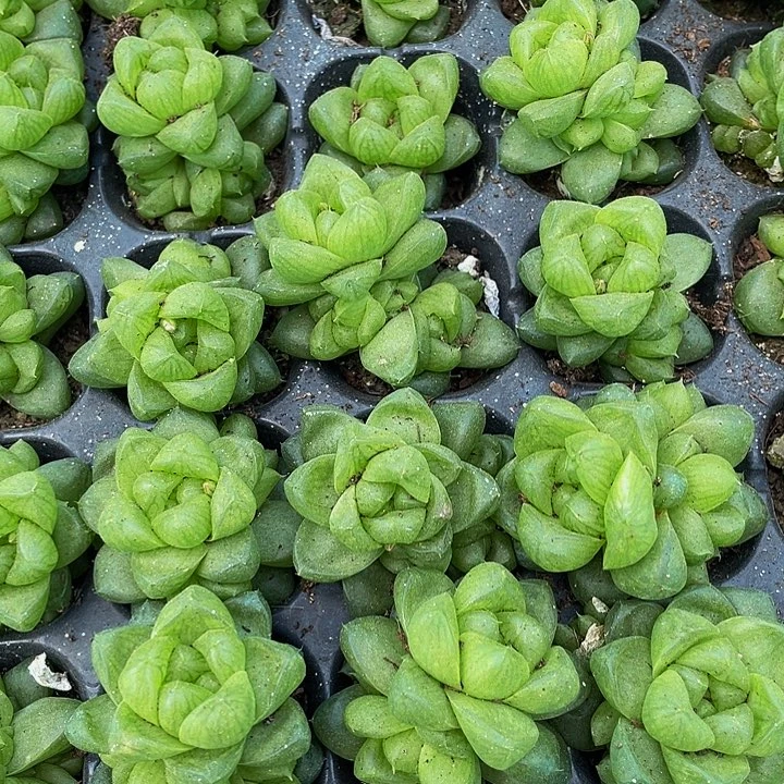 小玉露1元带土发