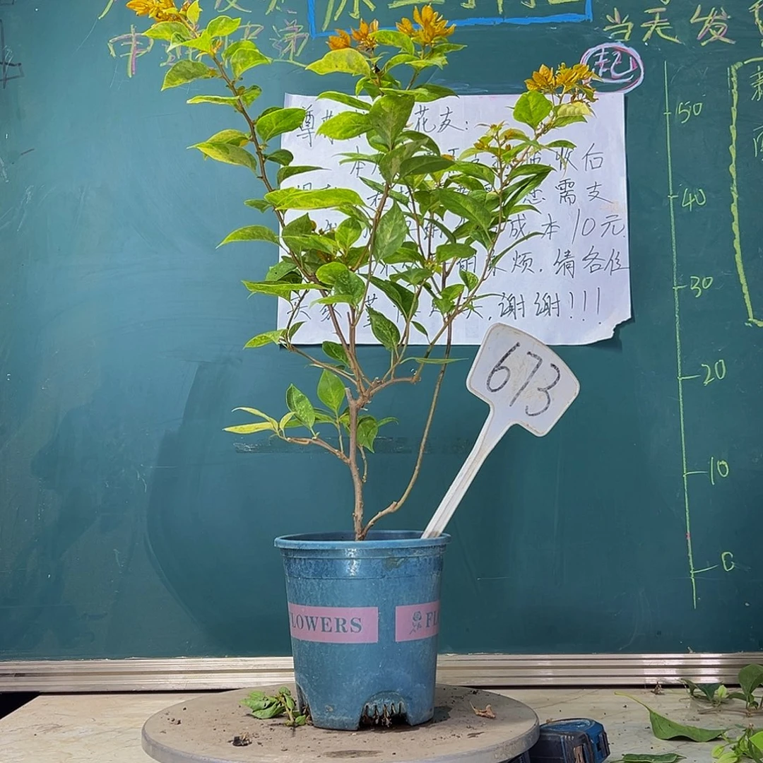 当前无花栽培后可以开花 沙斑女郎  673