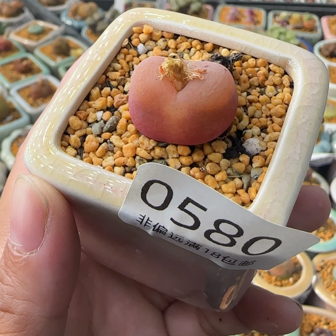 0580-一物一拍 带盆