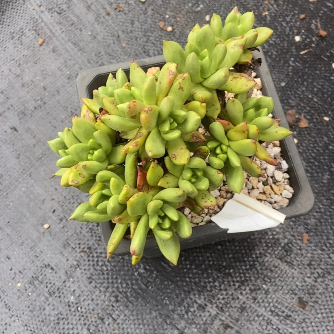 半*紗多肉植物啦啦啦啦