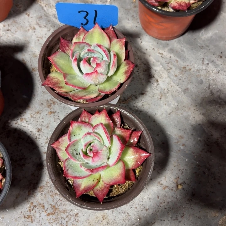 31惊鸿红红火火好好