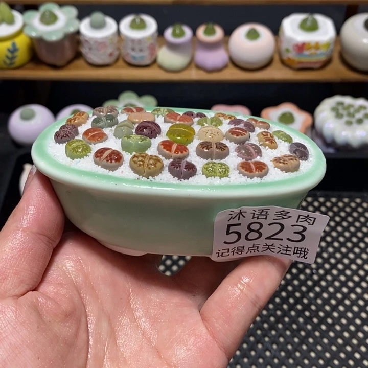 带盆土植物 一物一拍5823