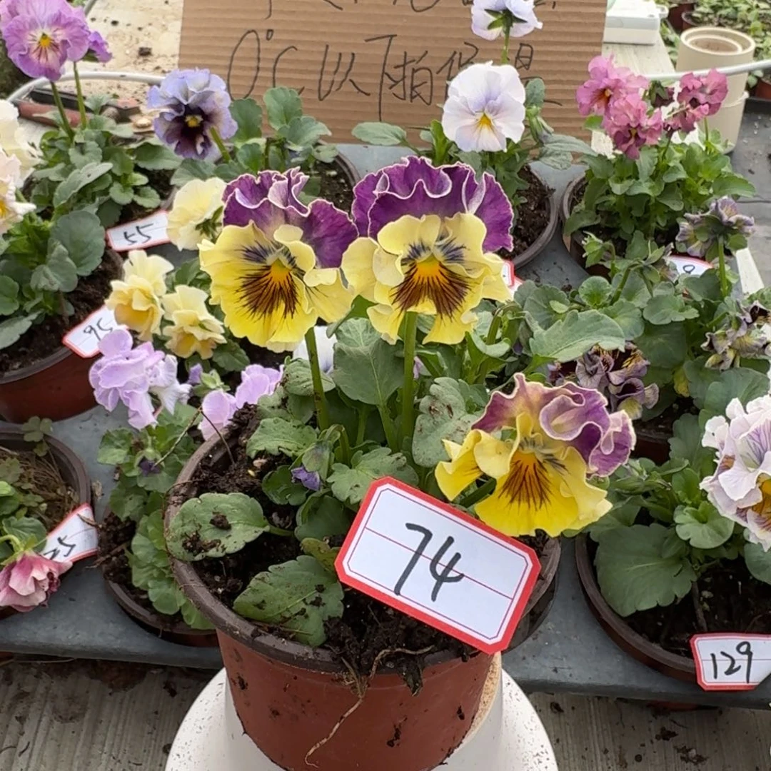 大部分花苞少量开放74