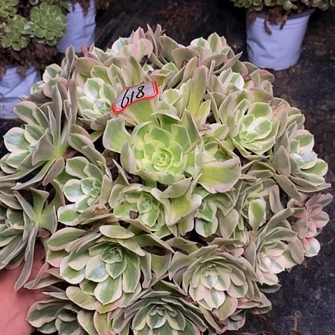 粉女巫老桩大捧花618号
