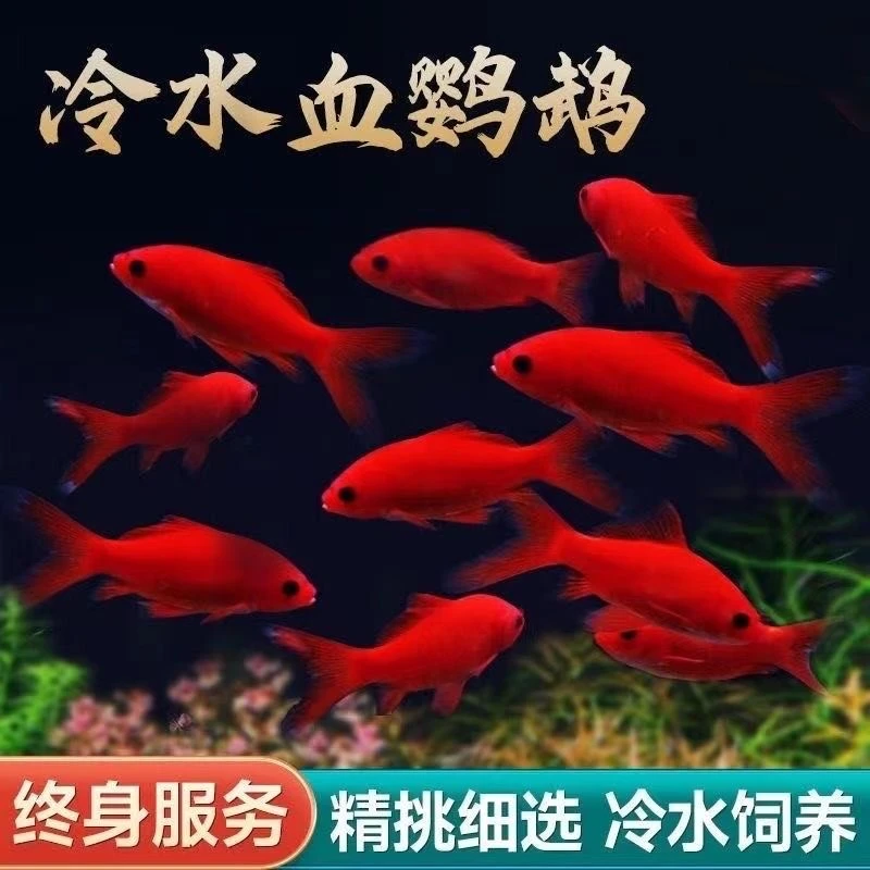 冷水鹦鹉观赏鱼招财冷水鱼好养耐活黑眼发财葡萄淡水长短尾发货