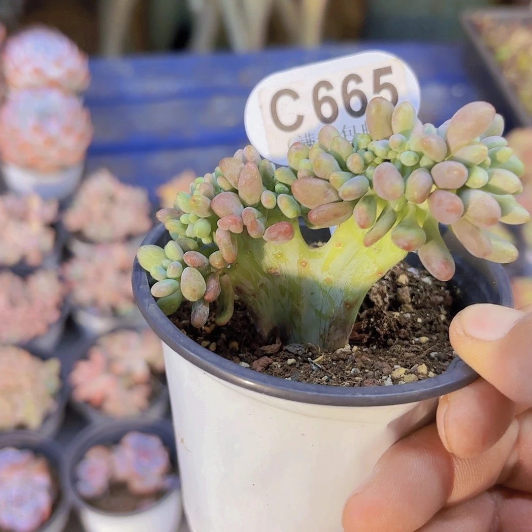 C865汤圆缀一物一拍