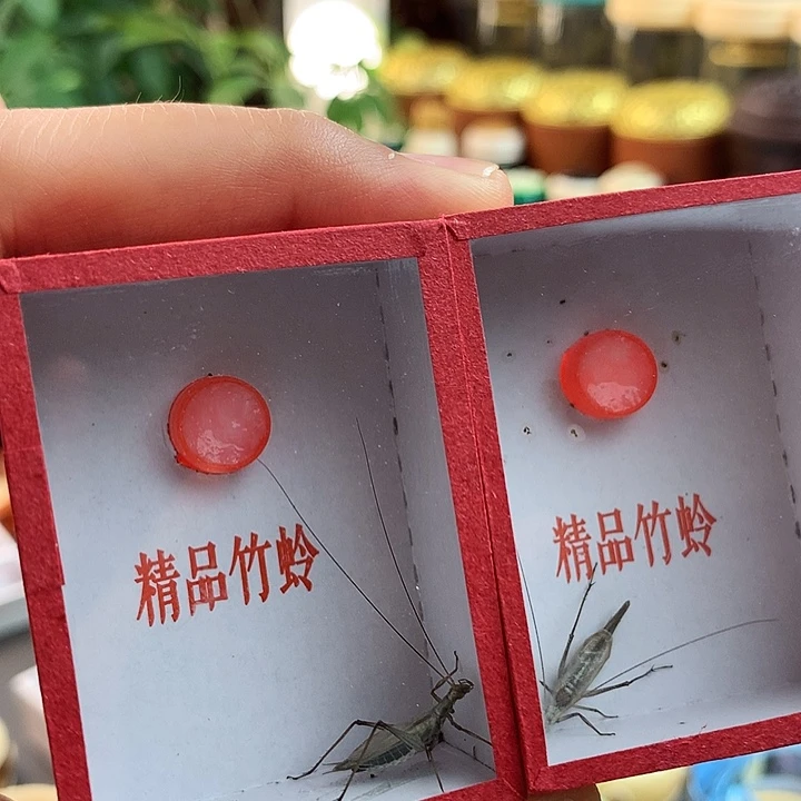 两只紫竹啊啊啊啊啊啊啊