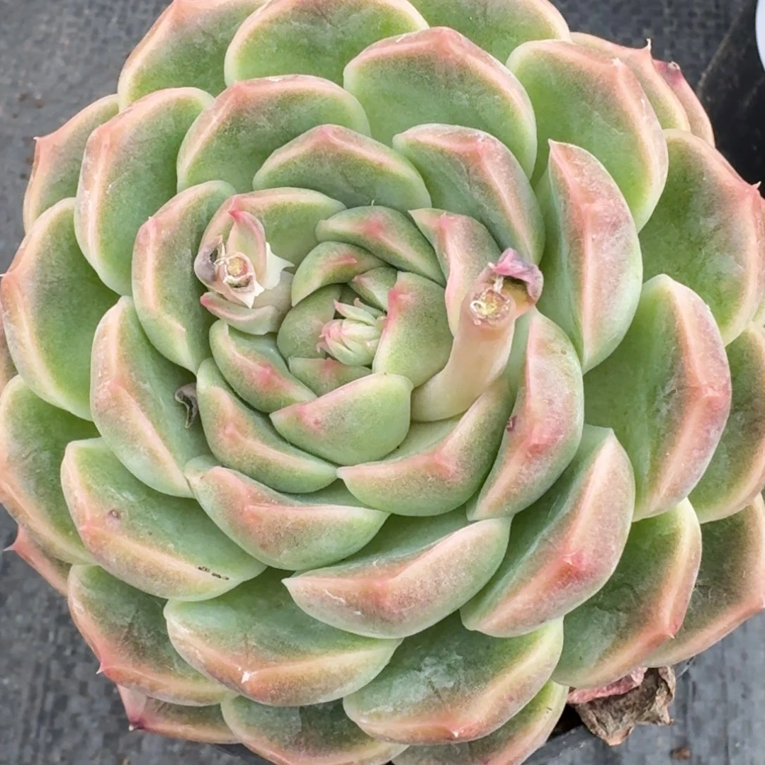 多肉杂交一物一拍27-76