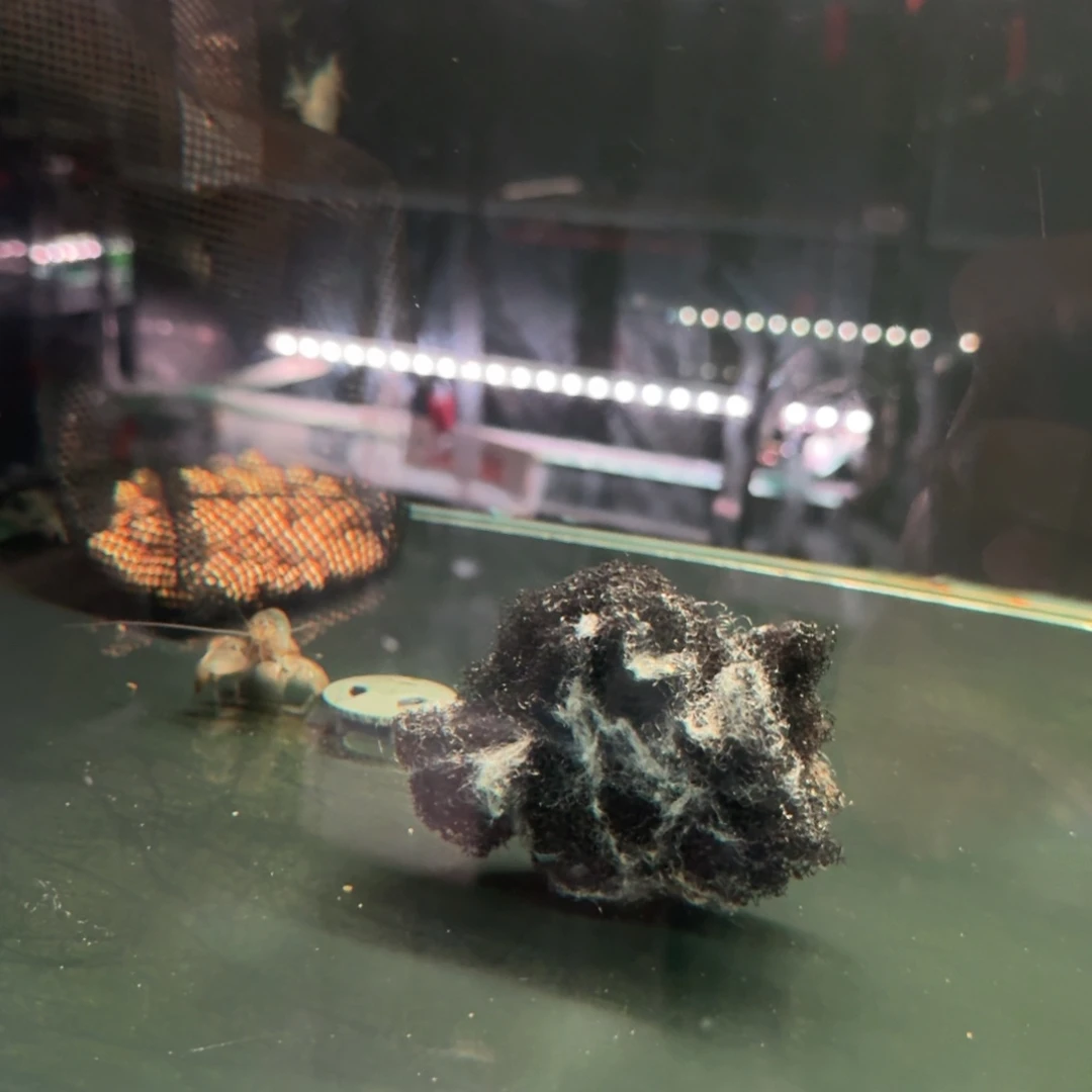 单***皮海水鱼非洲巨网2。