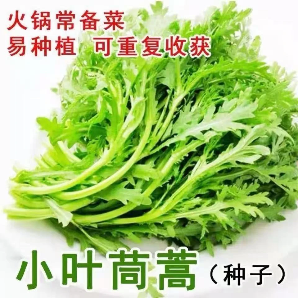 小叶茼蒿蔬菜空心菜荠菜种子