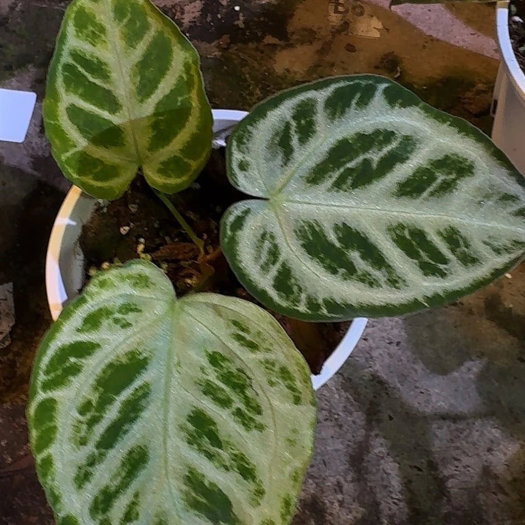 秋***香不开花植物E117银虎杂skg