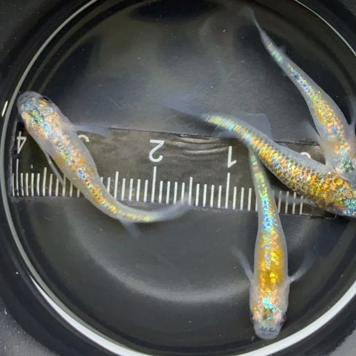 青鳉鱼克拉斯35号