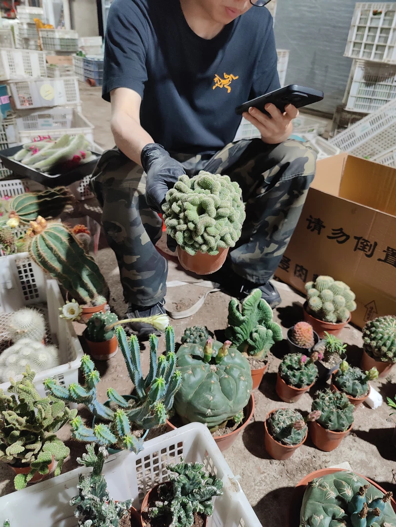 一行园艺【白糖缀化】1颗