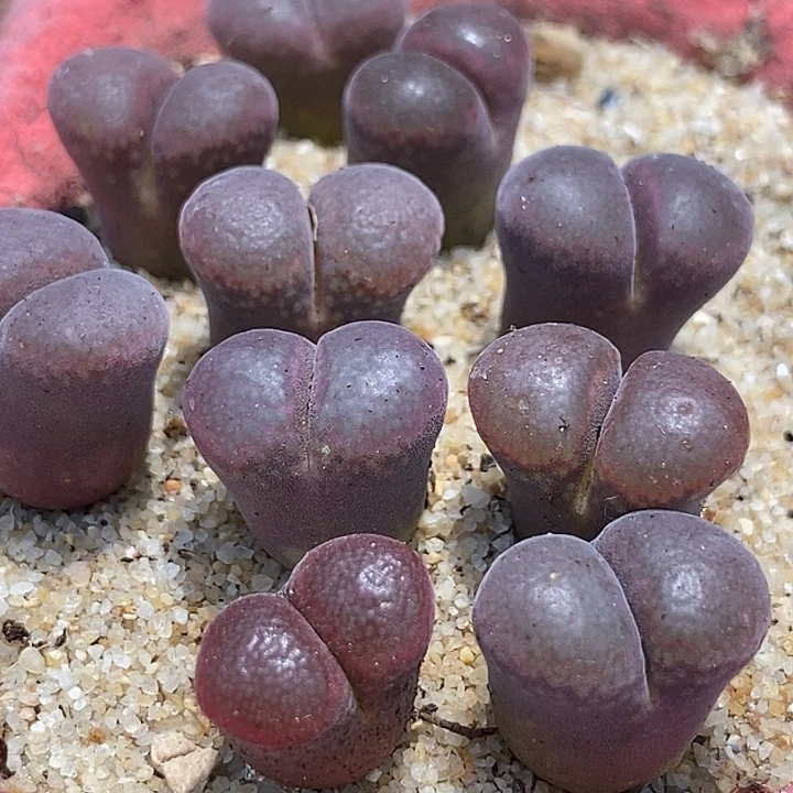 8557风铃c10杂温莎风铃一颗