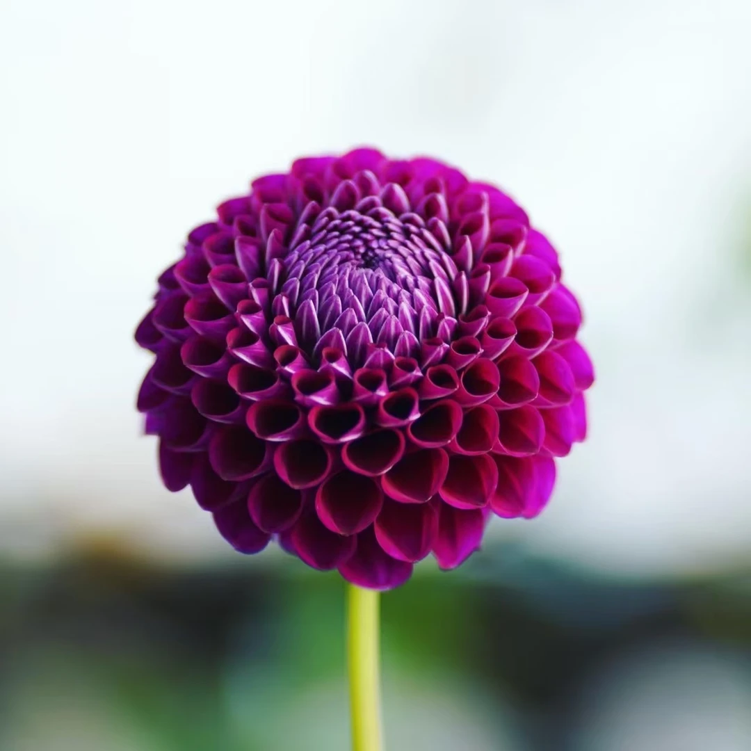 【大丽花 】碰碰紫 进口大丽花整株种球对版发货