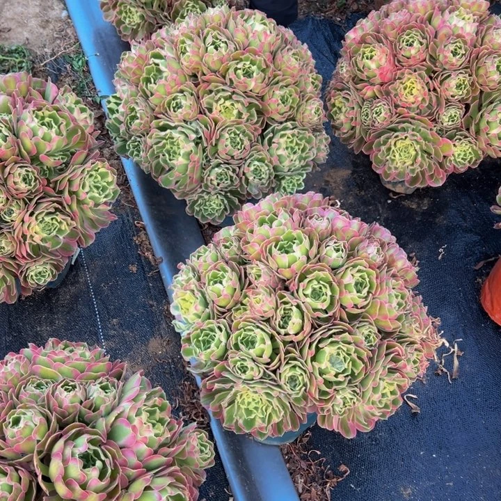 25.8超大雨花石一棵