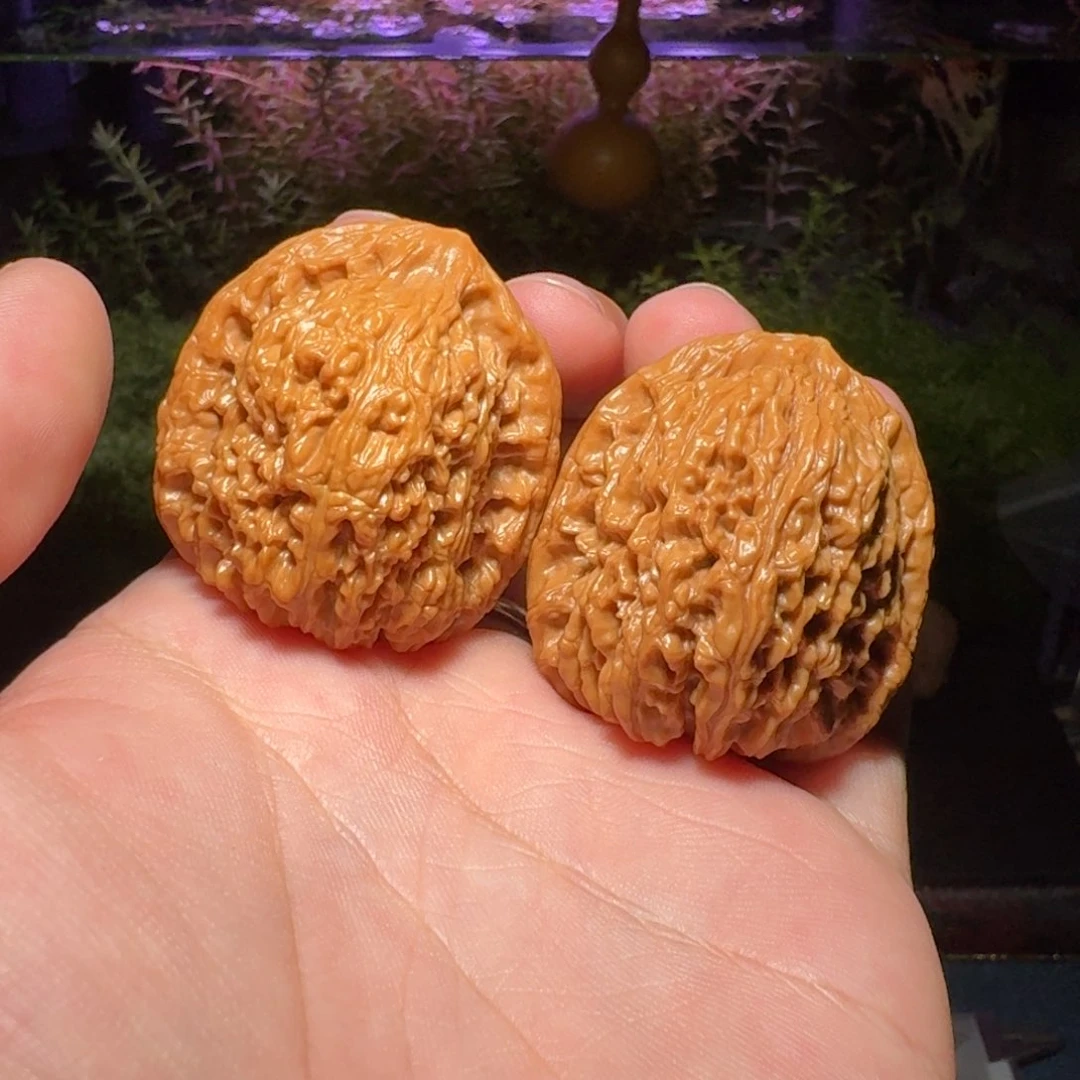 1544号38南疆石南疆石南疆石