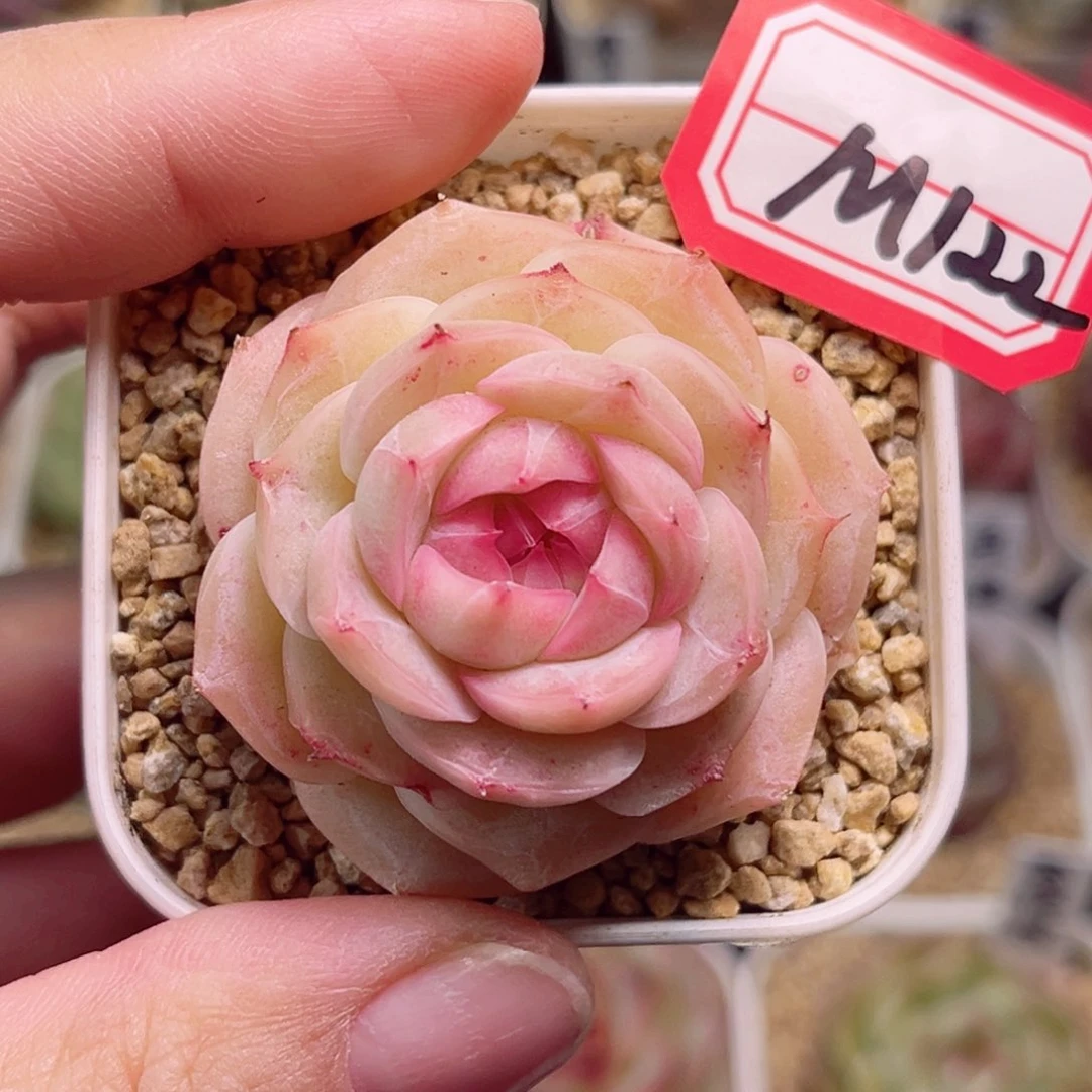 M122 一物一拍 奶豆