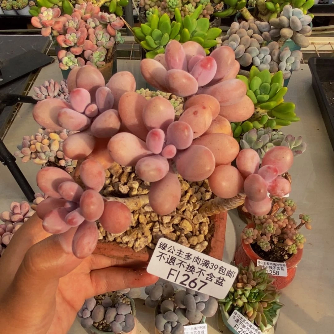 267糖果桃蛋多肉8c m