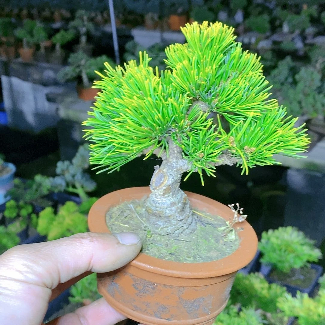 【闪购商品】无花朵