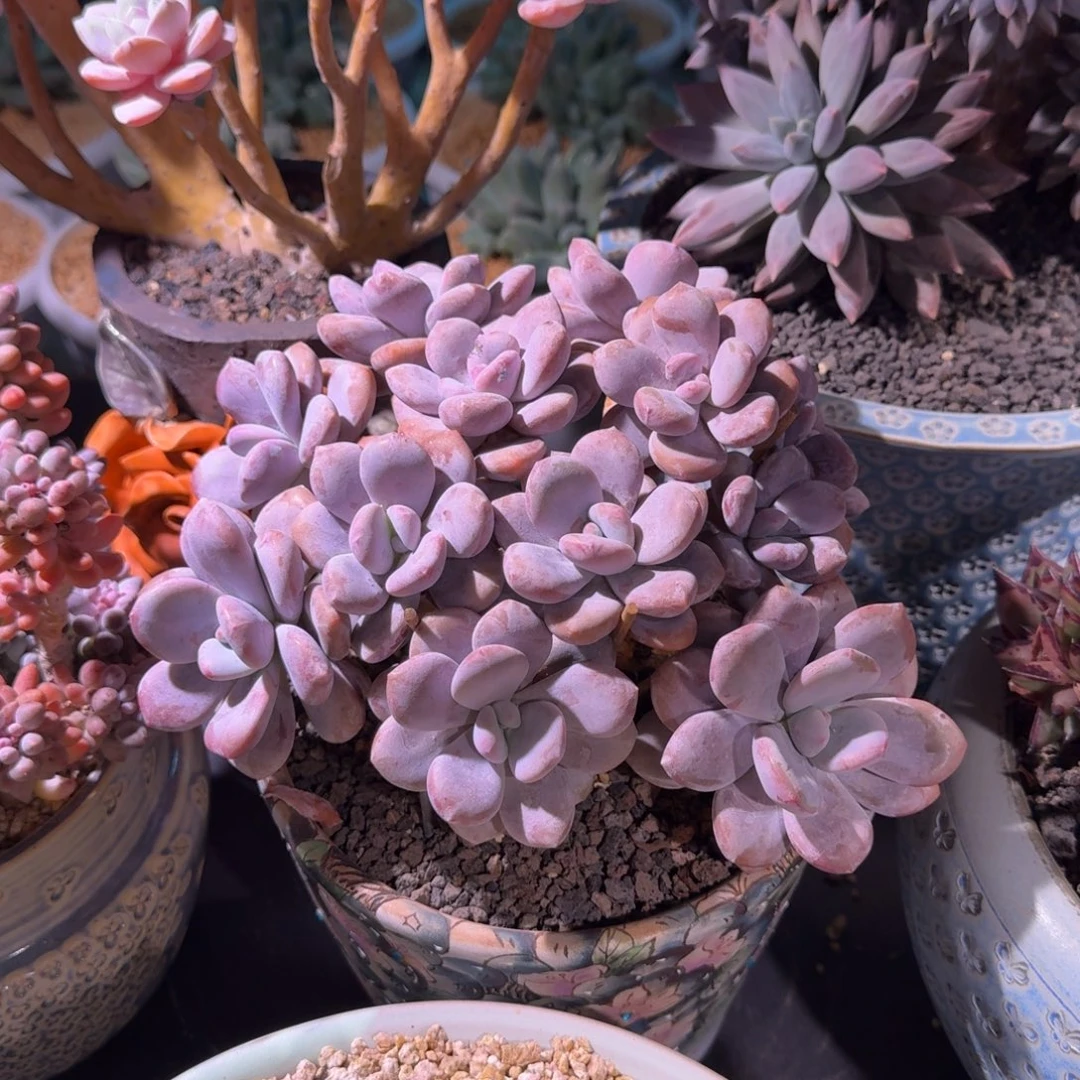 粉兔 朵朵缀 一物一拍