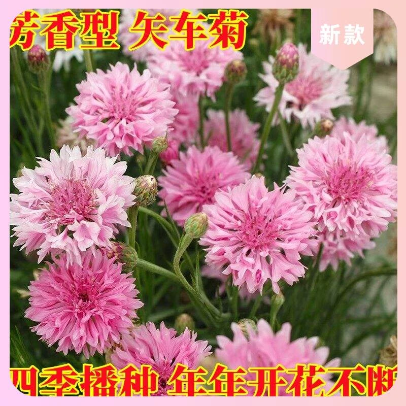 {力推}芙蓉花四季庭院耐寒花种籽子室外花种子易活播种开花蓝矢车