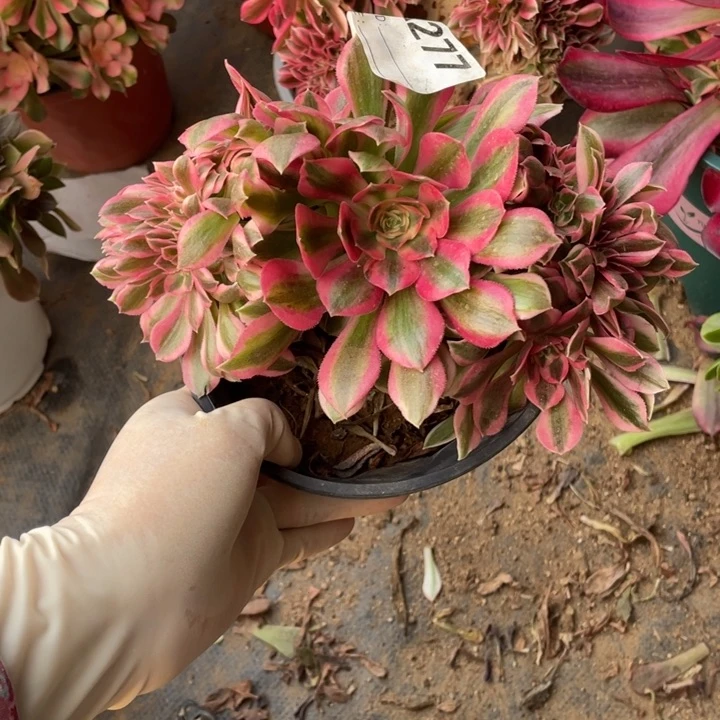 多肉粉女巫缀化277