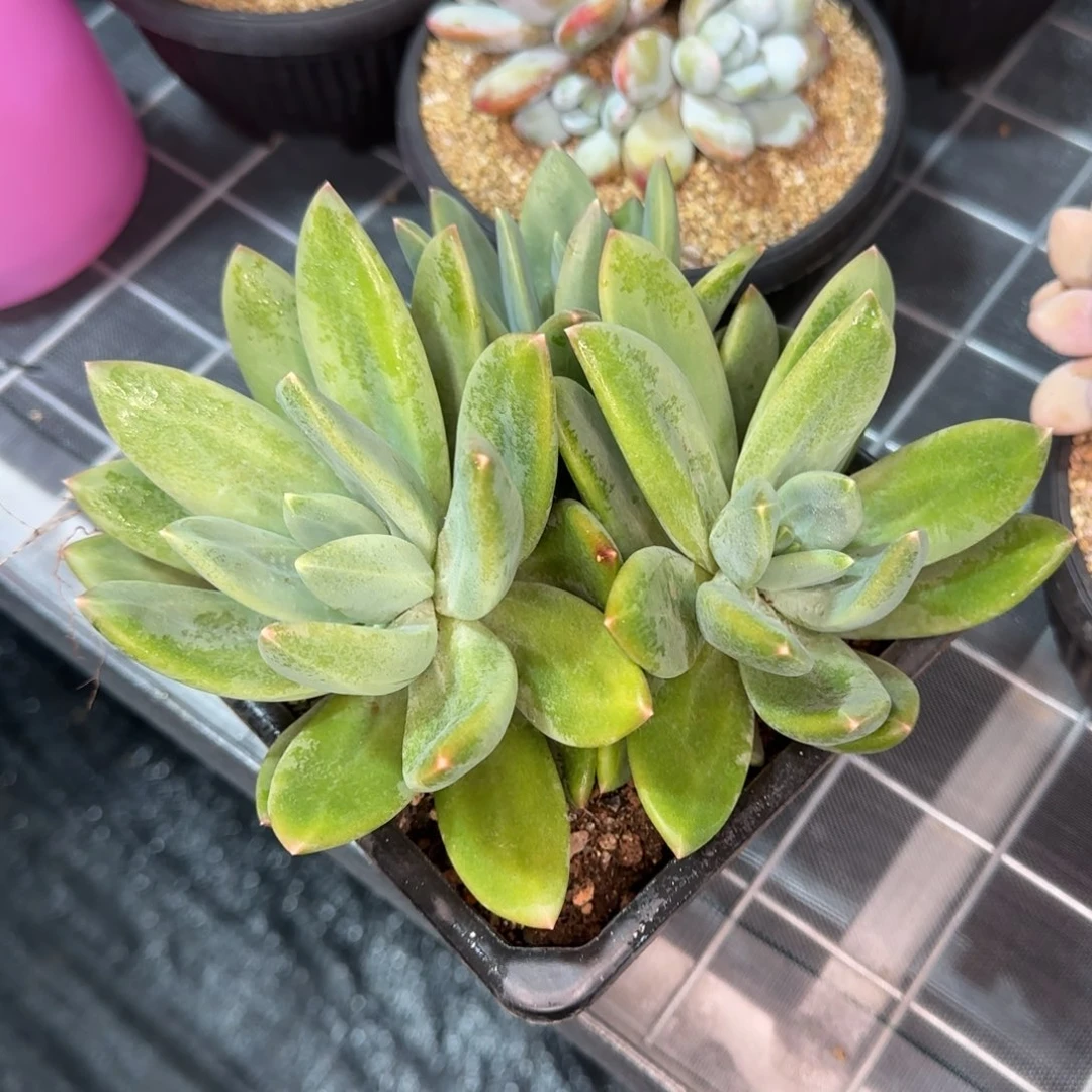从前慢花园精选多肉海洋之歌