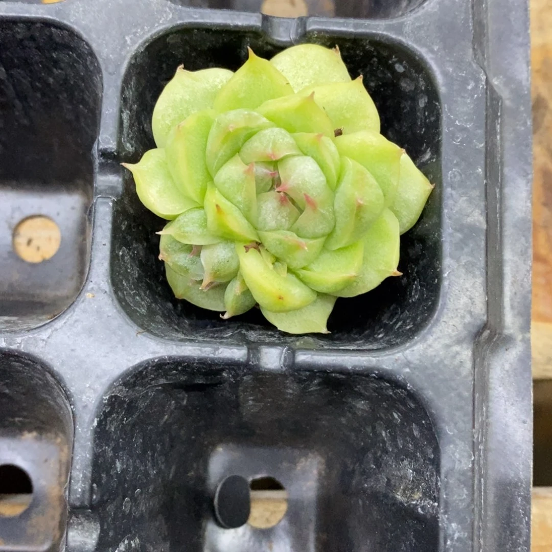精品多肉一物一拍不包整187