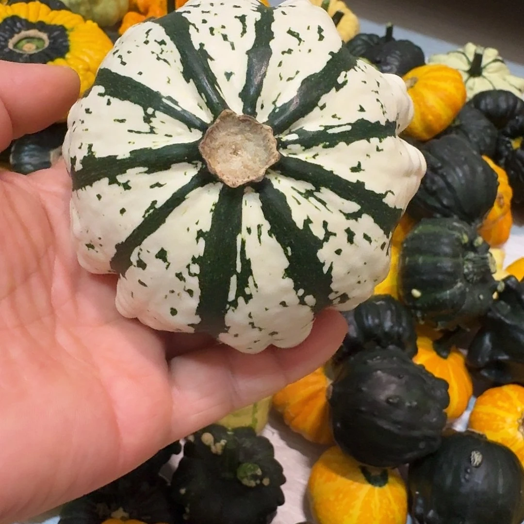 ?****4墨西哥七彩葫芦青皮