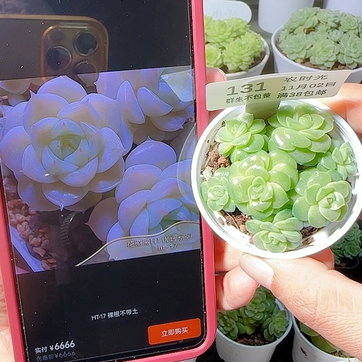 安****1102-131ht-17麦杆