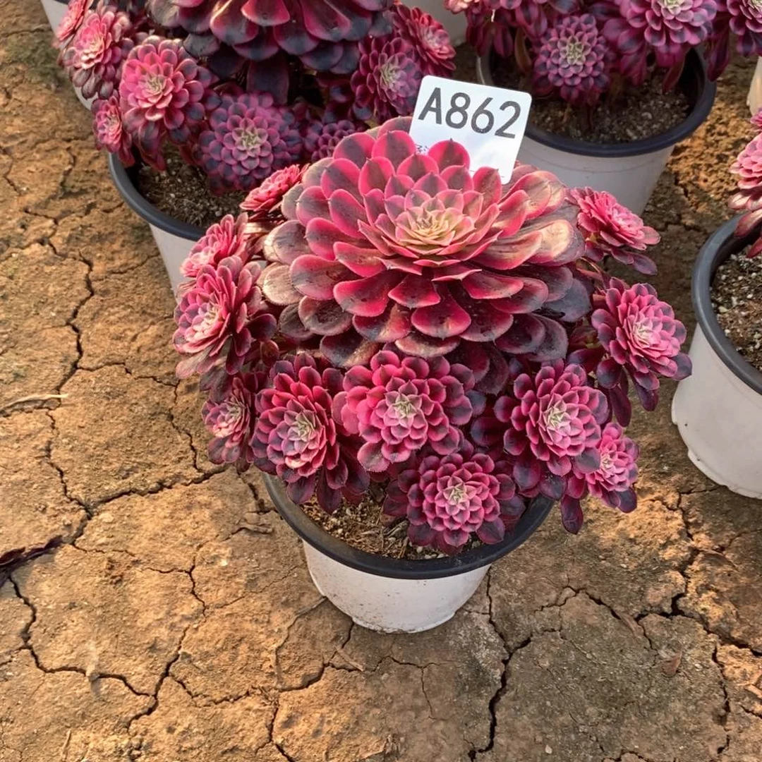 简***1嫩桩黑铜白862多肉法师植物