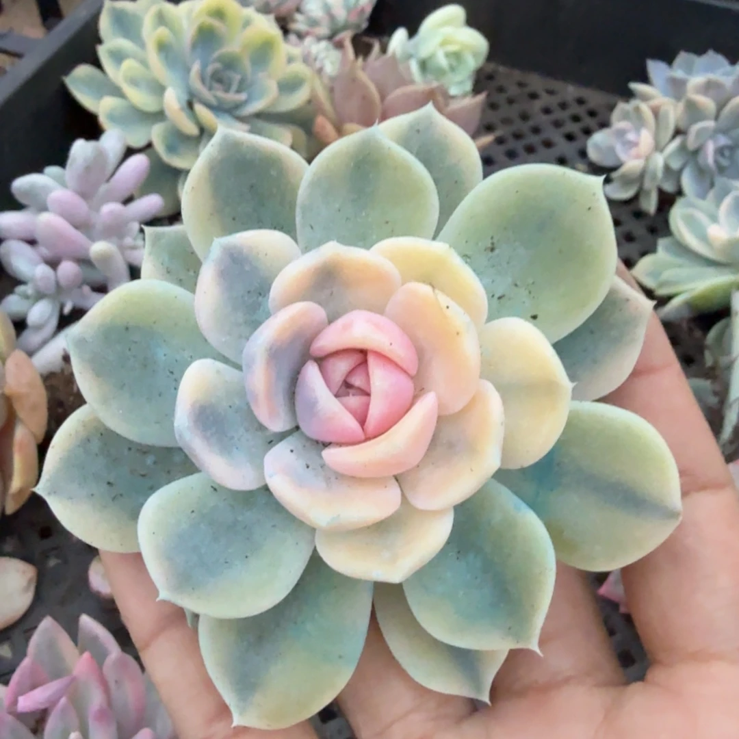 一刻汉堡锦权力股