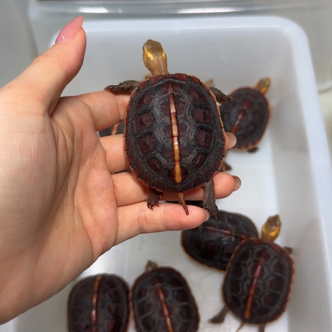 宠物龟不分公母黄缘龟苗子