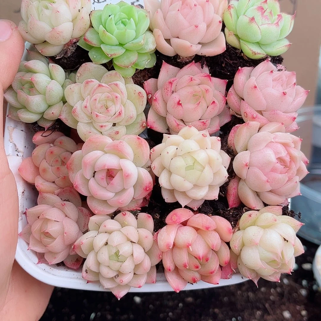 1-569 新疆西藏内蒙不发12.8包邮2-3公分