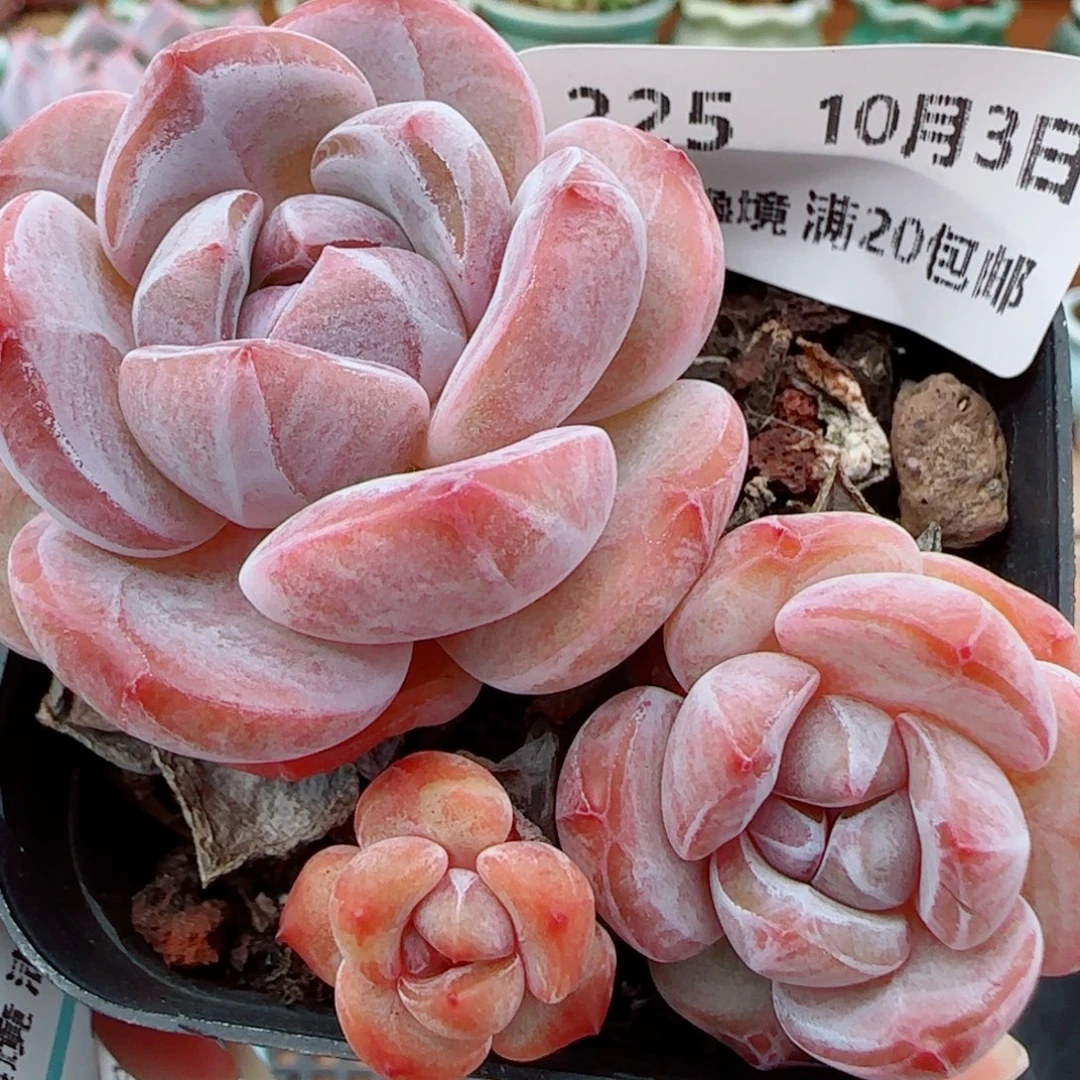 花语逸镜1003-225石榴籽星颖