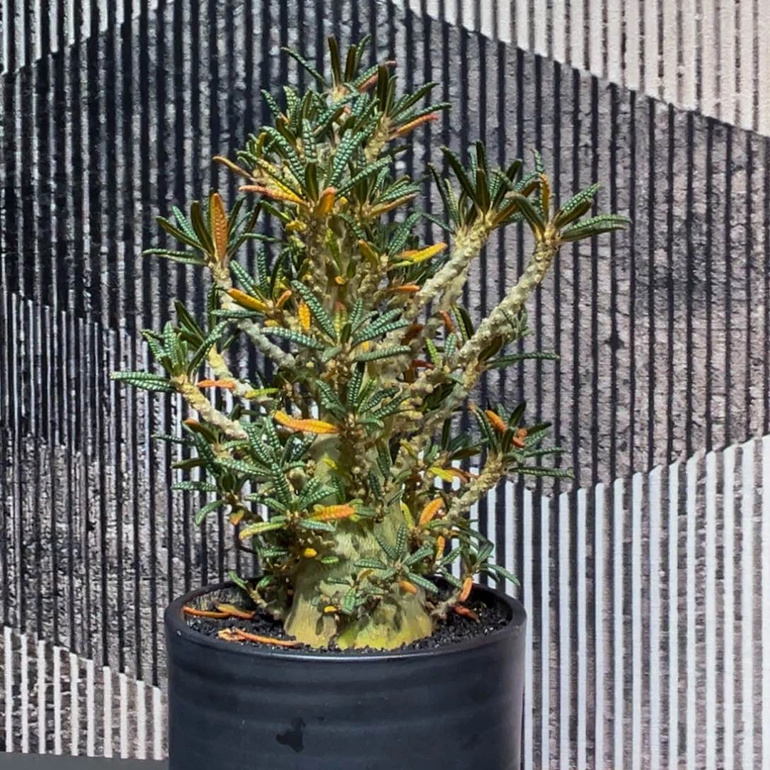 巨硫桑泡泡叶实生xmmmmmm