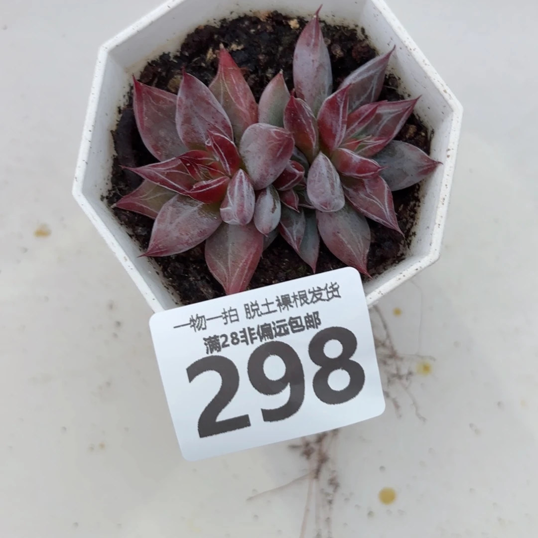 墨韵多肉无盆土发货