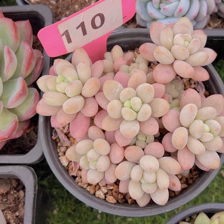 健健康康平平安安