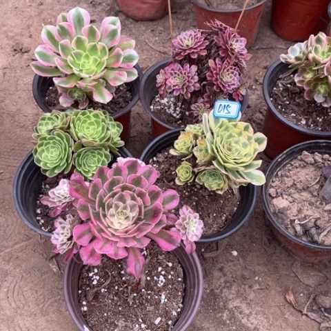 015多肉植物组合，