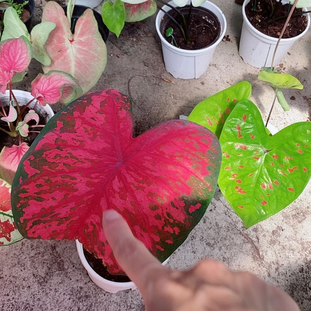 无花朵粉红豹0413