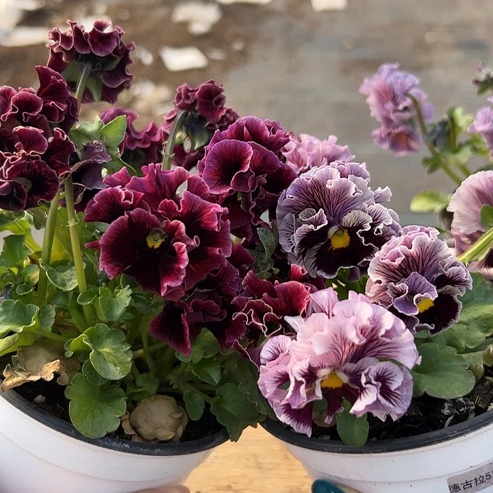 红陶兔*抖音直播闪拍37