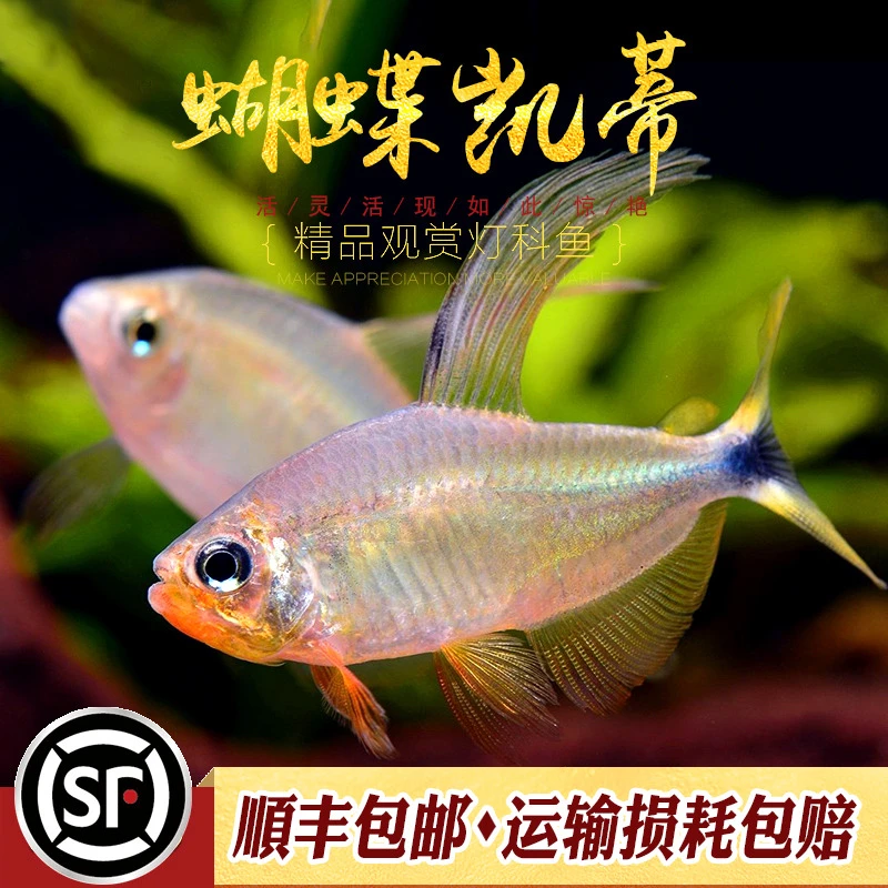 蝴蝶凯蒂灯鱼南美进口热带观赏鱼高端稀有品种蝴蝶红凯蒂鱼灯科鱼