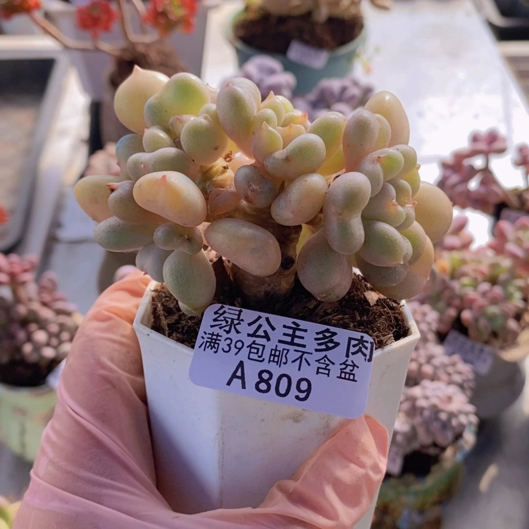 比尔盖茨8cm809多肉植物