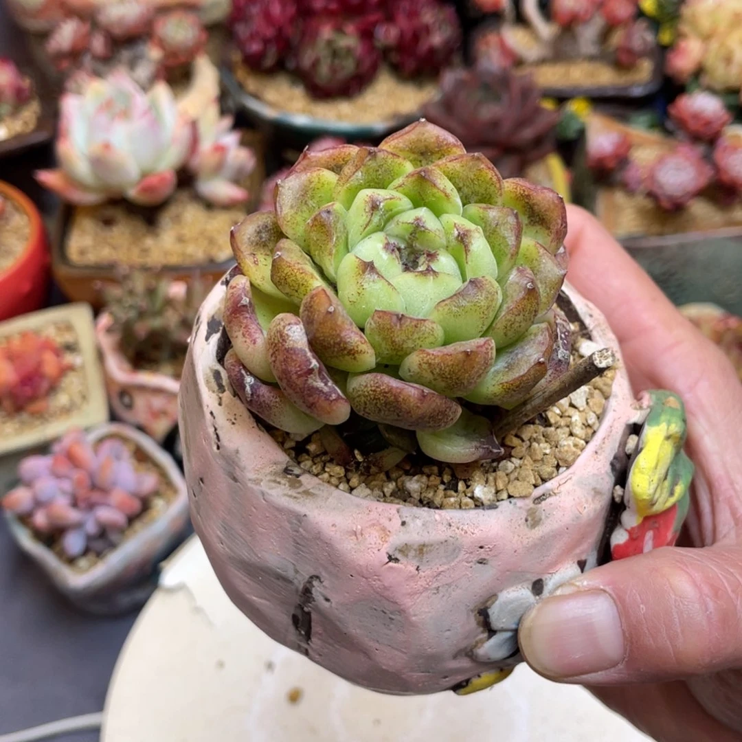 水晶带崽多头群生