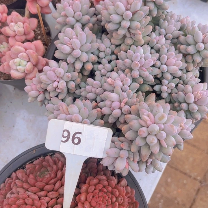 小*星健健康康平平安安