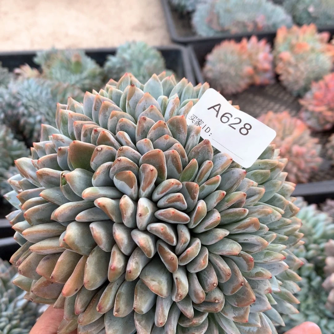 A628，售后签收起7天内