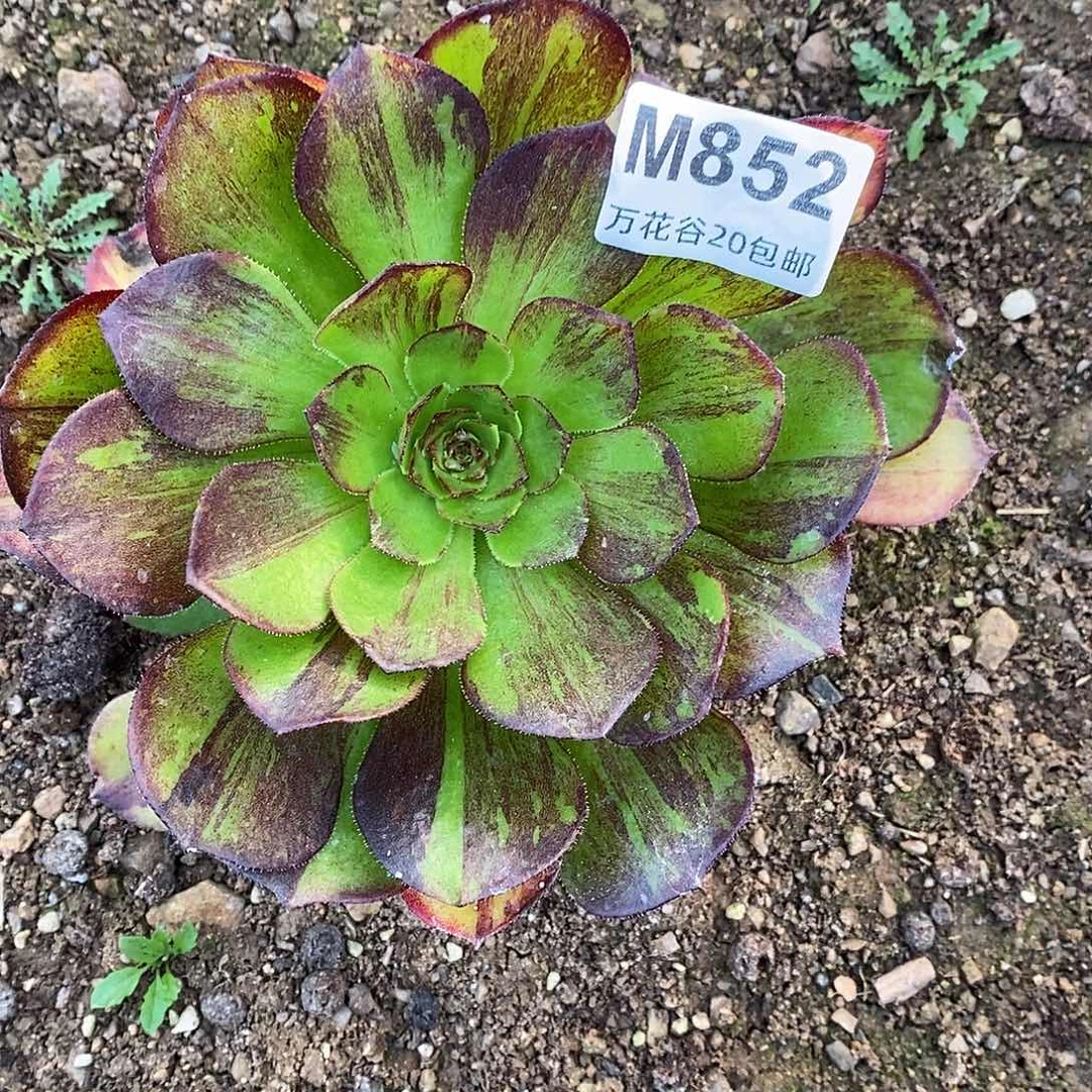 852花月夜多肉植物