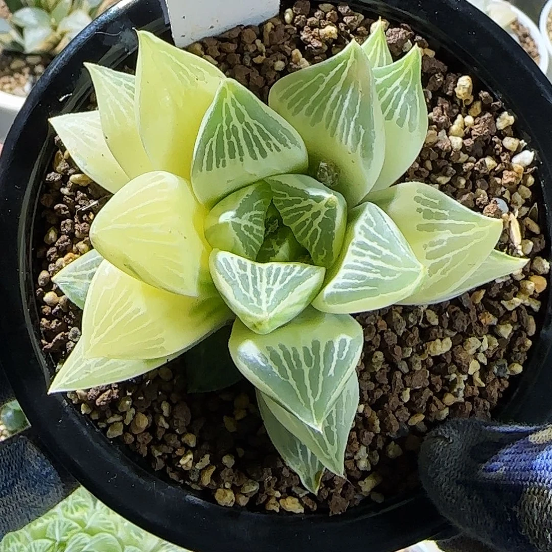 511号康平实生糊斑 8.5 厘米左右一物一拍带盆发货